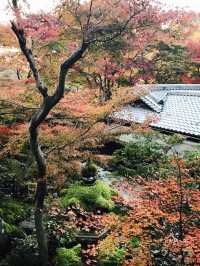 日本🇯🇵京都 - 琉璃光院 絕美的賞楓🍁地點