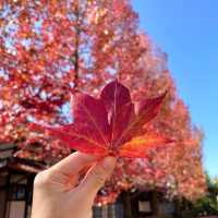Tenrikyo Oyasatoyakata จุดถ่ายรูปใบไม้แดงญี่ปุ่น