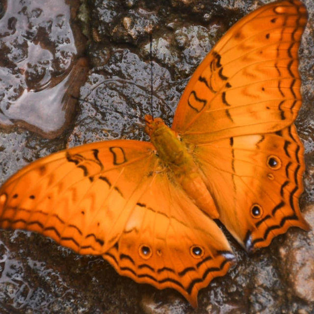 อุทยานแห่งชาติปางสีดา