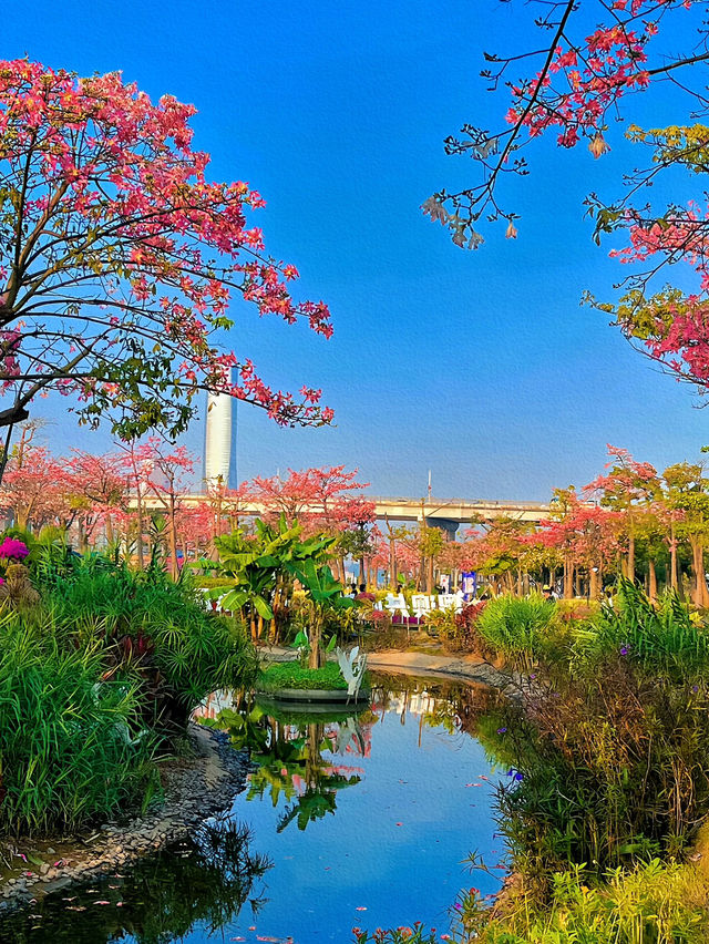 橫琴花海長廊：自然與浪漫的完美結合🌸🌿