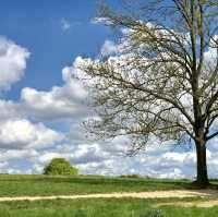Nature’s Escape in Urban London