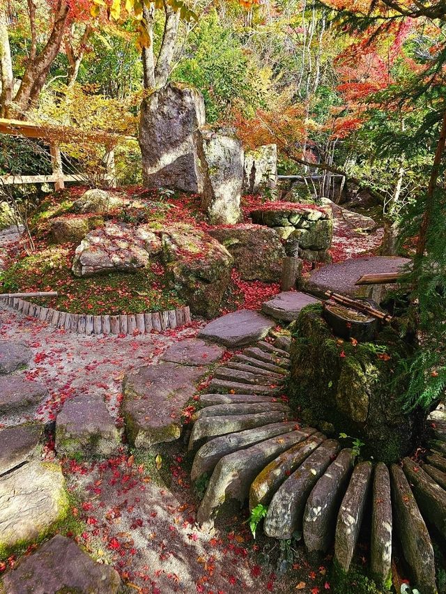 【京都/紅葉スポット】樹齢700年！１度はみたい、神秘的な五葉松🍁