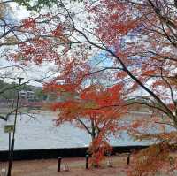 【朝霧橋:京都府宇治市】秋には紅葉と真っ赤な橋が映える美しい橋✨