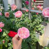 คาเฟ่ที่มีดอกกุหลาบสวยที่สุดในเชียงใหม่ 🪟🌹