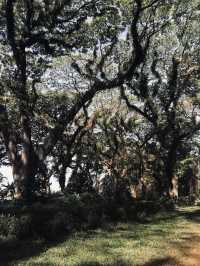 De Djawatan Forest