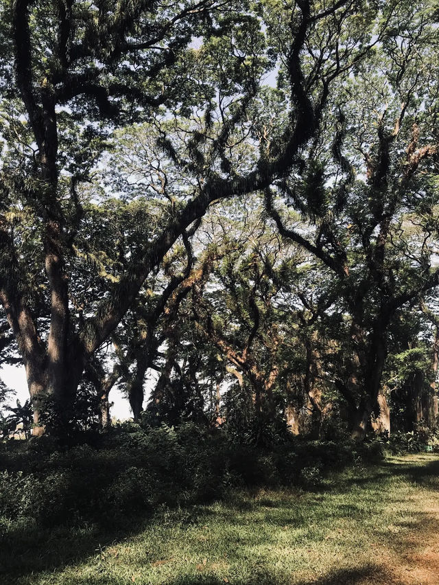 De Djawatan Forest