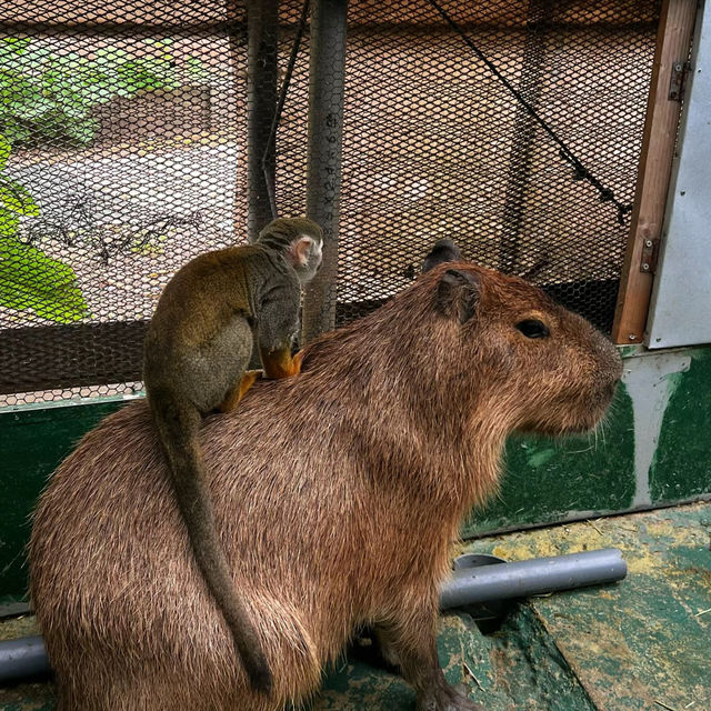 馬六甲動物園：野生動物的奇妙🦉🐾