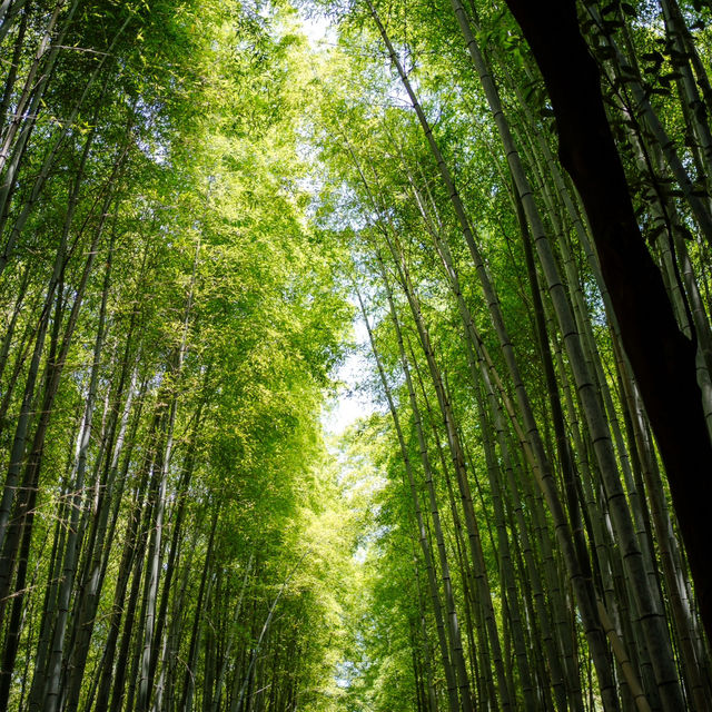 Arashiyama Bamboo Forest เกียวโต ป่าไผ่สุดฮิต