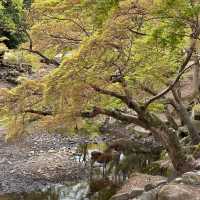 Deer Encounters and Temple Wonders: My Nara Park Adventure!