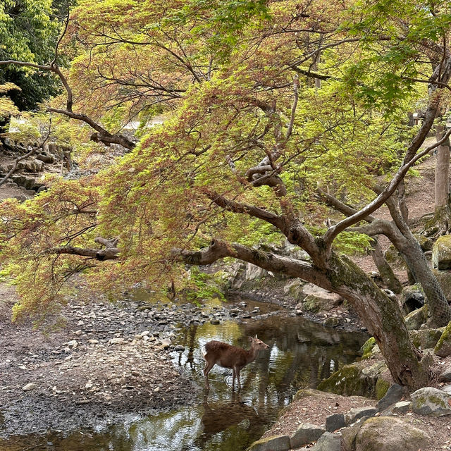 Deer Encounters and Temple Wonders: My Nara Park Adventure!