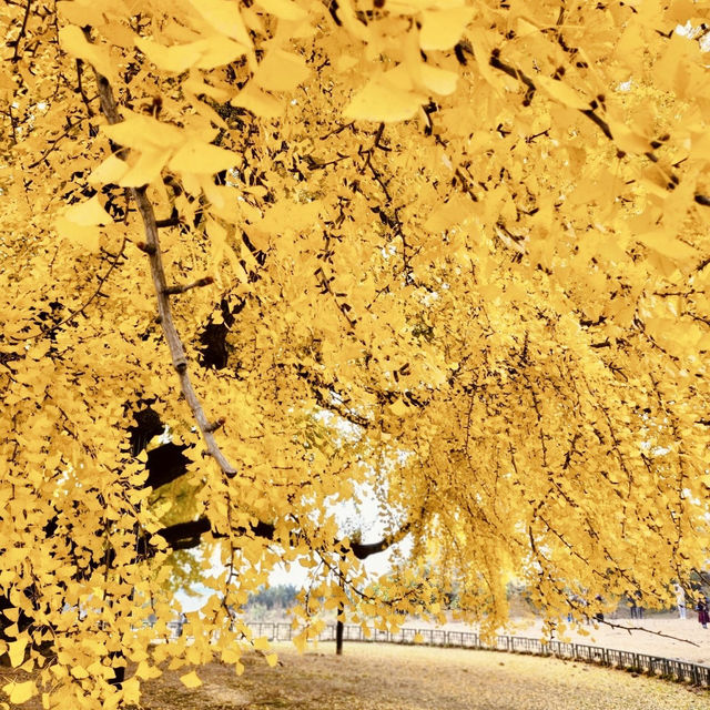 Golden wonder: Wonju Ginkgo tree