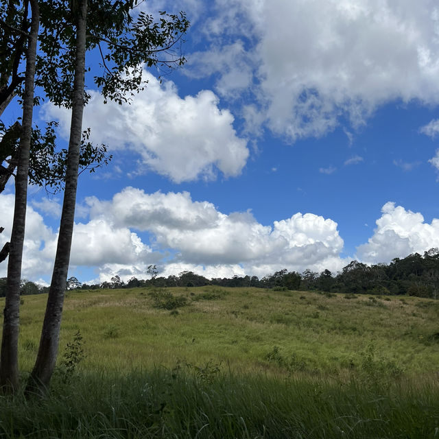 อุทยานแห่งชาติเขาใหญ่ (Khao Yai National Park)🌳