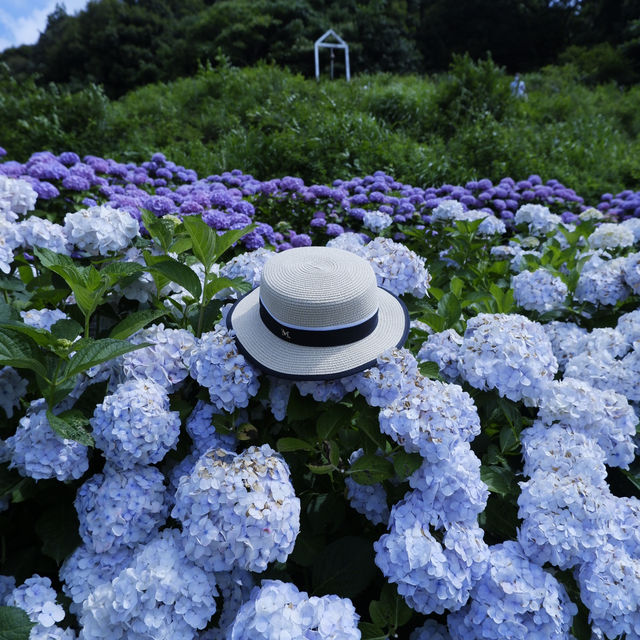 邂逅一望無際的紫陽花海 