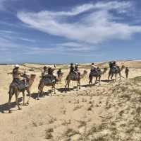 Port Stephen騎駱駝🐫 +滑沙 🏜️一日遊！