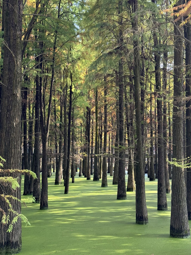 青山湖水上森林 ~ สวนสาธารณะสวยๆๆ ในหางโจว