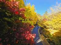The glittering foliage at Yeonhwagyo, Guinsa at Danyang