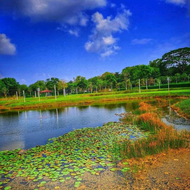 Lorong Halus Wetland