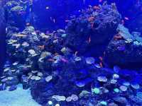 Dive into the Wonders of S.E.A. Aquarium @ Sentosa