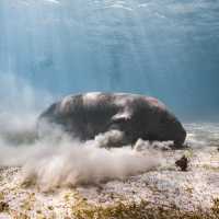 Coron 必追 Dugong!!!🤩