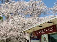 Blossoms and Breeze: The Sakura Magic of Bomun Lake in Spring