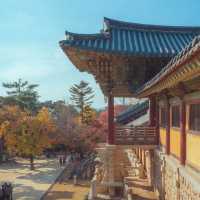 가을 붉은단풍으로 물든 천년의 역사“경주 불국사”