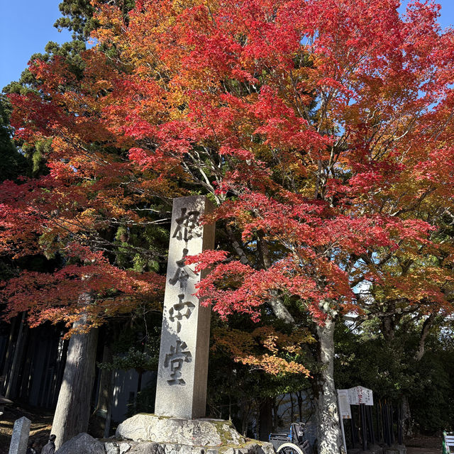 為了一眼京都的楓紅，我爬上了比叡山