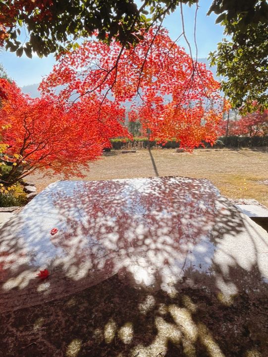 京都紅葉🌿🍁苔と紅葉のハーモニー🍁🌿苗秀寺☺️
