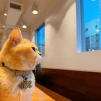聖誕必去貓cafe
