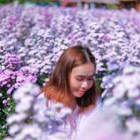 ฮอกไกโด ฟลาวเวอร์ พาร์ค - เขาใหญ่
