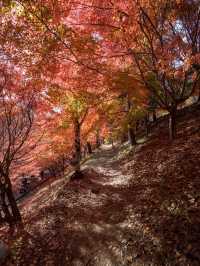 【この秋はここ行って！🍁】長野県・もみじ湖で1万本の紅葉を見に行こう！✨
