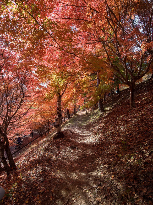 【この秋はここ行って！🍁】長野県・もみじ湖で1万本の紅葉を見に行こう！✨