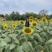 เขาทะนาน ทุ่งทานตะวัน จังหวัดสตูล