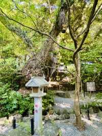 【日本伊東】來宮神社：日本能量景點，樹齡超過2000年的巨楠