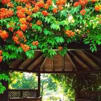 A Tropical Oasis in the Heart of the City