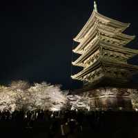 春季的夜櫻之旅：東寺的感動