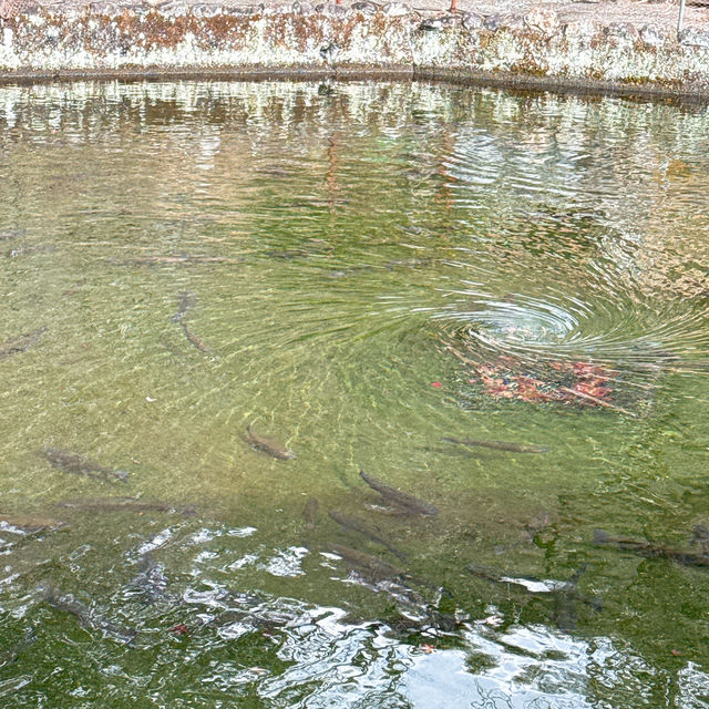【竹田】新鮮ピチピチ✨釣った魚をその場で食べられる川魚釣り堀🐟