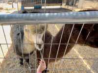 GET WILD AT TTI MINI ZOO | FEED, PLAY, AND EXPLORE IN TERENGGANU
