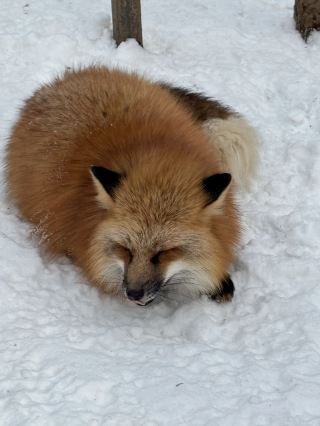 Feeling Foxy at Zao Fox Village