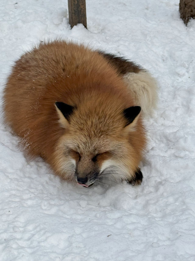 Feeling Foxy at Zao Fox Village