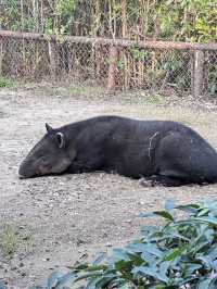 A Wild Adventure at Shanghai Wild Animal Park