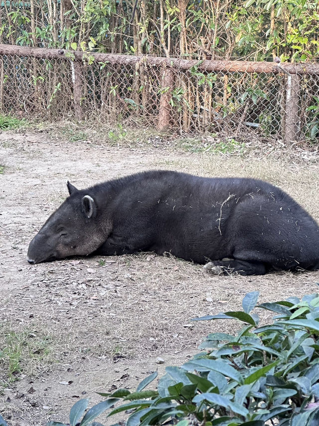 A Wild Adventure at Shanghai Wild Animal Park