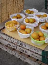 【福島】秋の味覚を堪能🍇果物王国の魅力