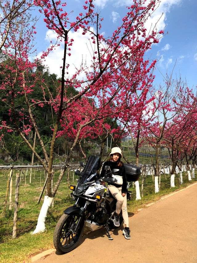 🌸ซากุระบาน ที่อ่างขาง🌸