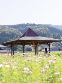 【岡山県/北房】高速からすぐのコスモス畑ならここ！