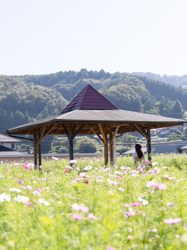 【岡山県/北房】高速からすぐのコスモス畑ならここ！