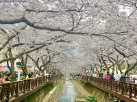 🇰🇷 釜山必去的鐵路賞櫻景點🌸