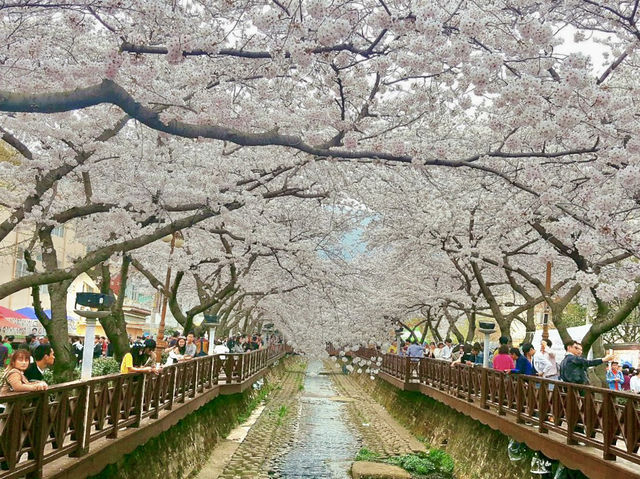 🇰🇷 釜山必去的鐵路賞櫻景點🌸