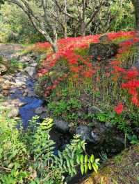 【紅の幻想】