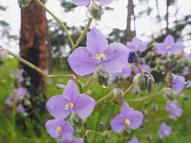 ดอกหงอนสีม่วงอ่อน ที่ภูสอยดาว