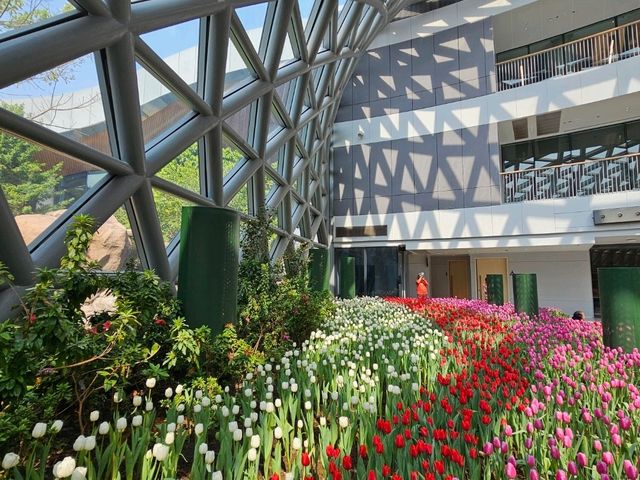 ทิวลิปบานที่ระยอง